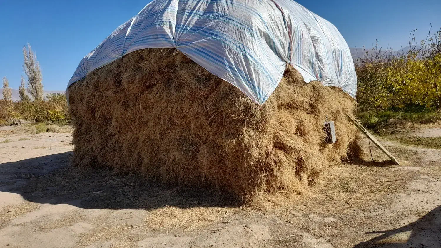 فروش یونجه در تسوج|خدمات باغبانی و درختکاری|تسوج, |دیوار