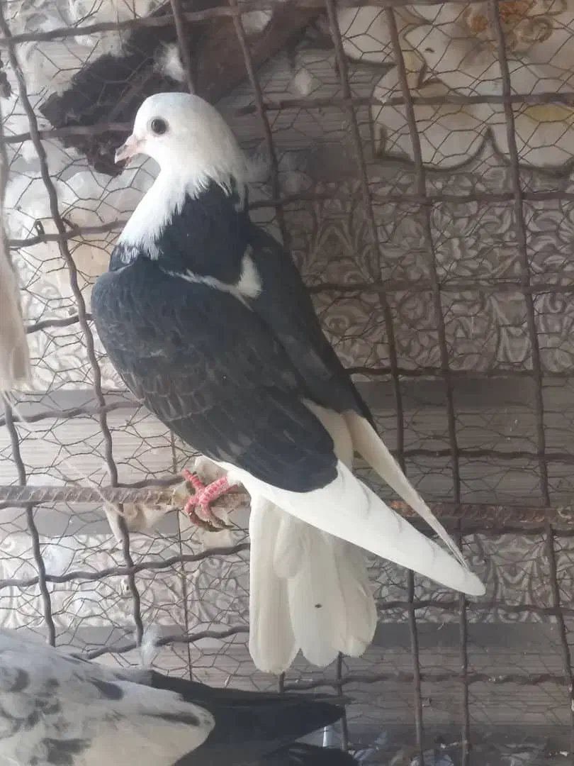 کبوتر پرشی|پرنده|ایرانشهر, |دیوار