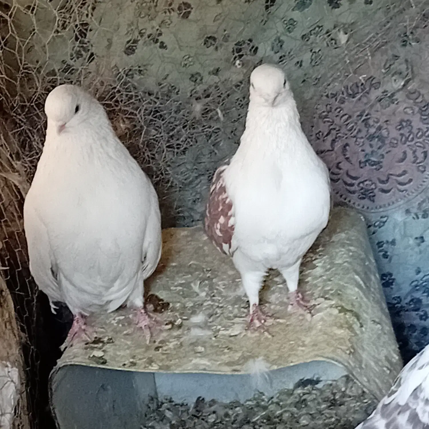 کبوتر نوک ریز|پرنده|رودشت (اصفهان), |دیوار