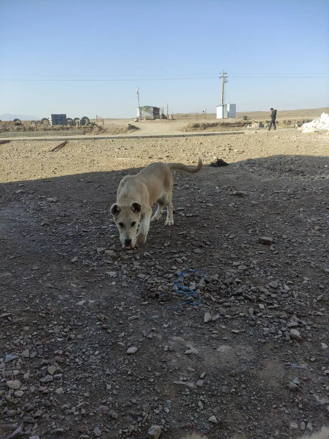 توله ماده سرابی|سگ|جعفرآباد, |دیوار