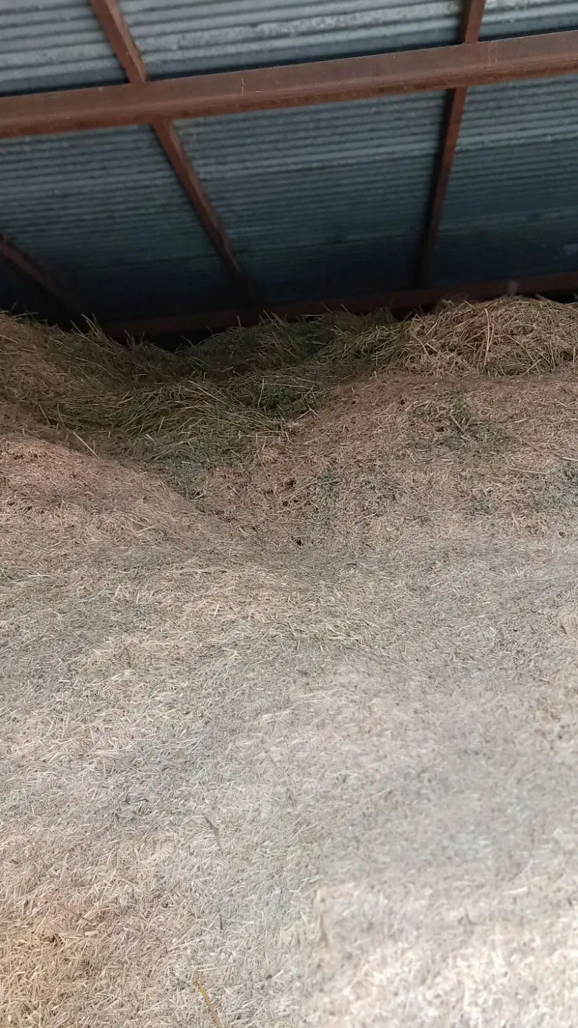 سلام فروش کاه درجه یک|خدمات باغبانی و درختکاری|سیلاخور, |دیوار