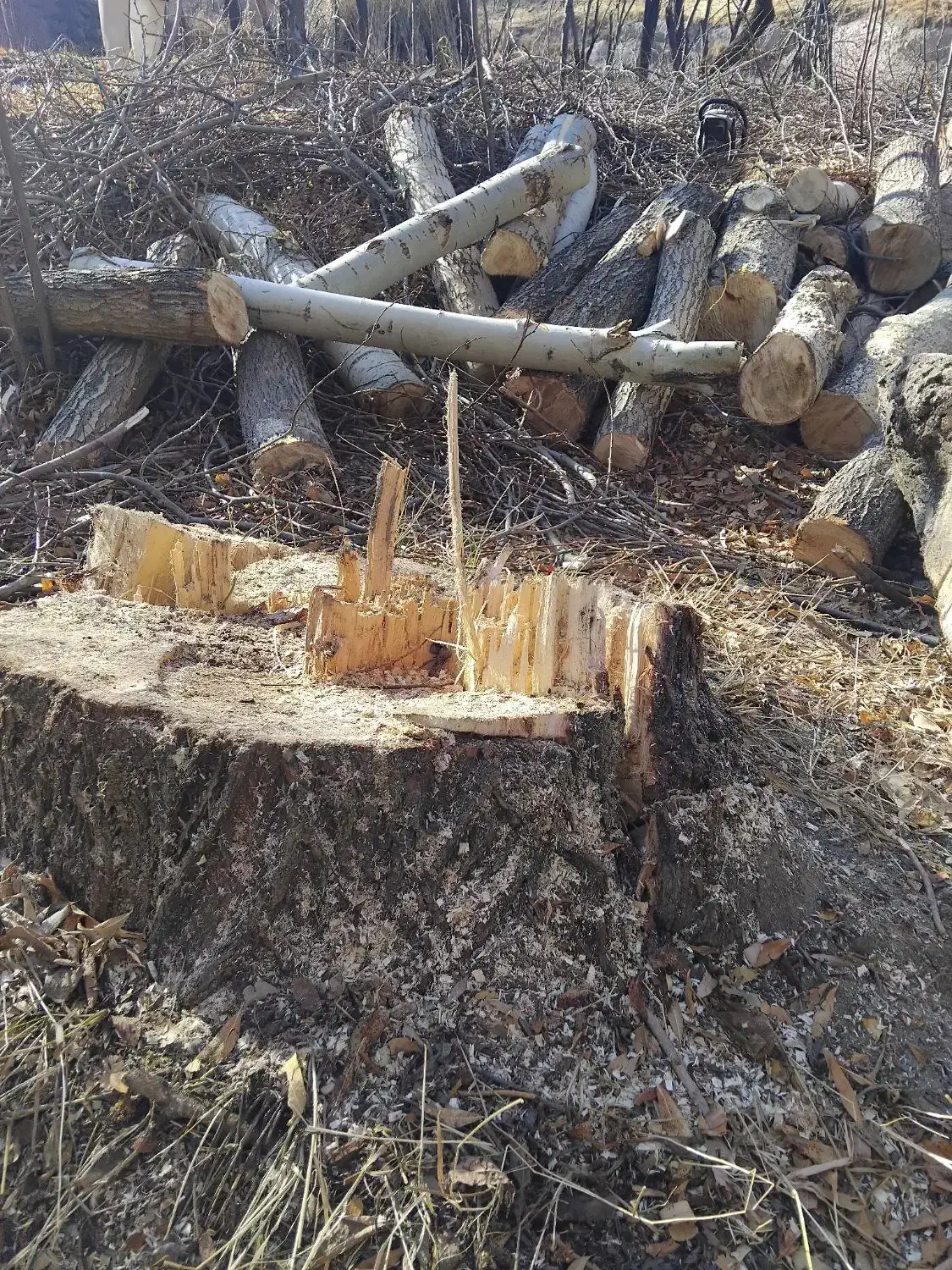 خریدوفروش انواع درخت وچوب با قیمت روز بازار|خدمات باغبانی و درختکاری|تبریز, |دیوار