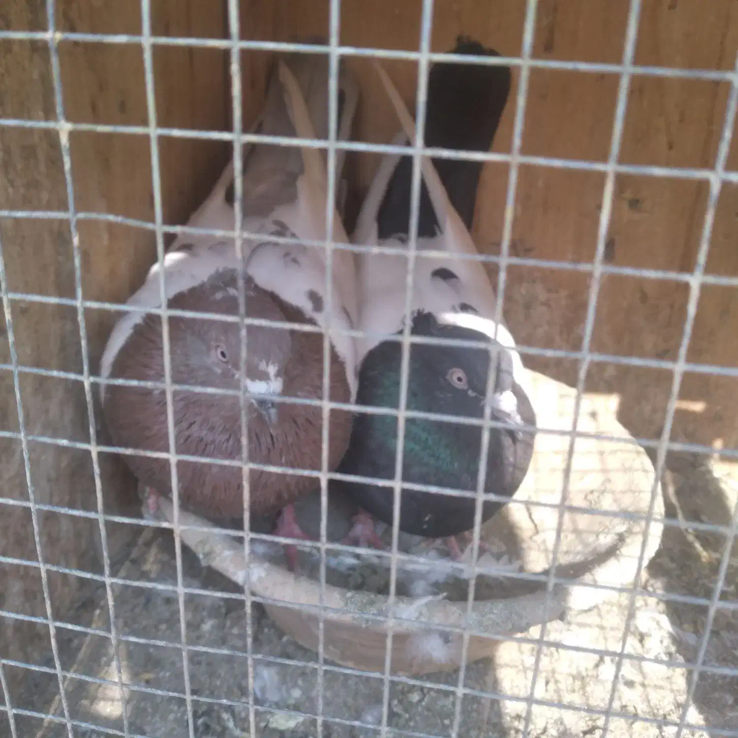 کفتر سینه ای|پرنده|شهریار, شهرک وائین|دیوار