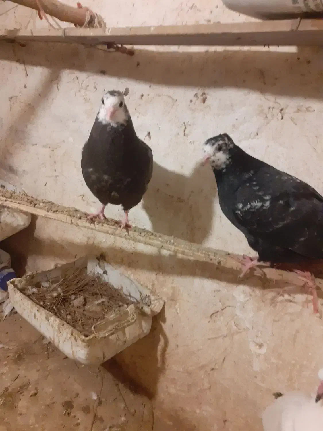 کبوتر|پرنده|ورامین, شهرک مدرس|دیوار