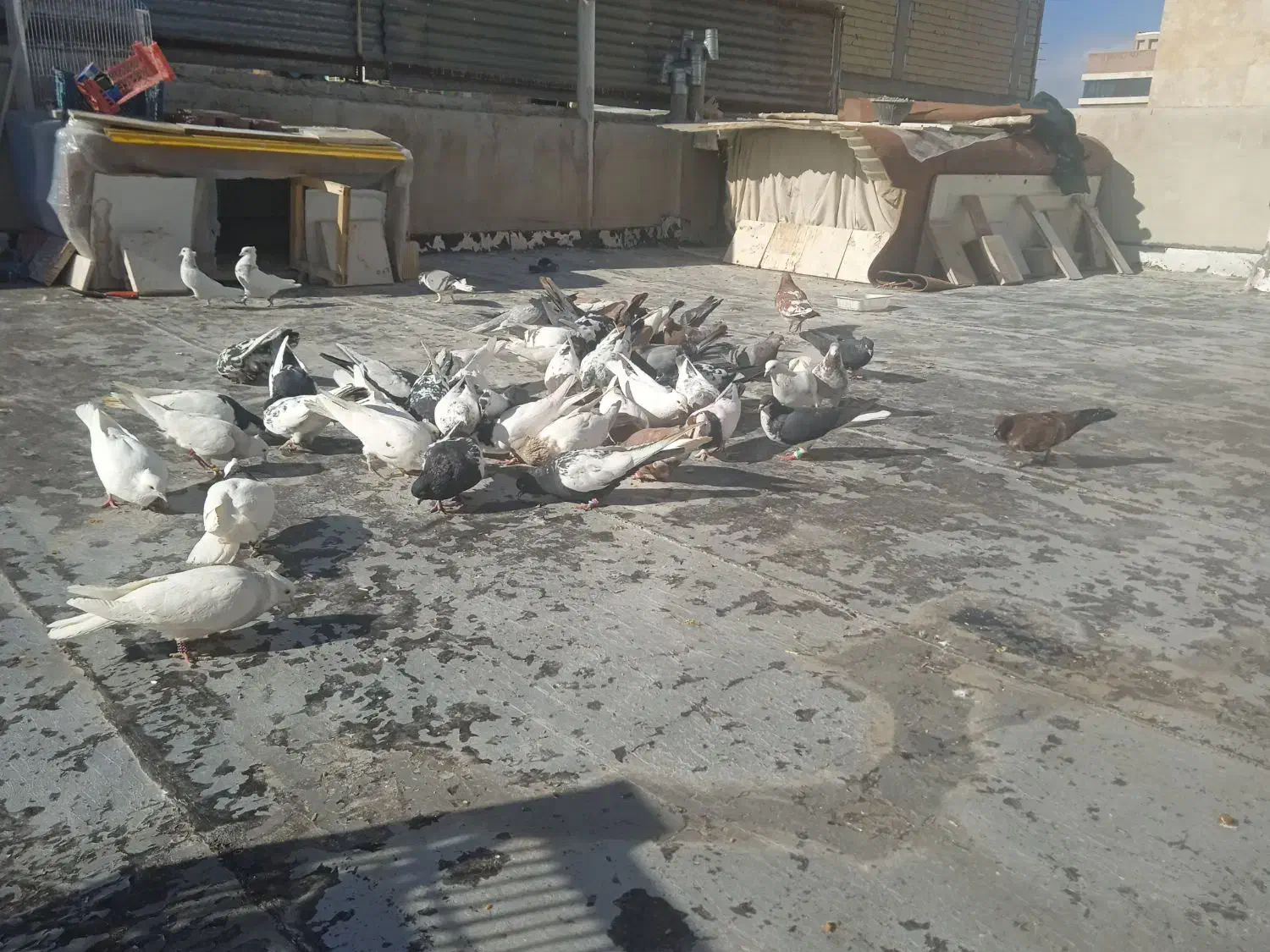 کفتر رنگی درجه ۱|پرنده|شاهینشهر, شهرک میلاد|دیوار