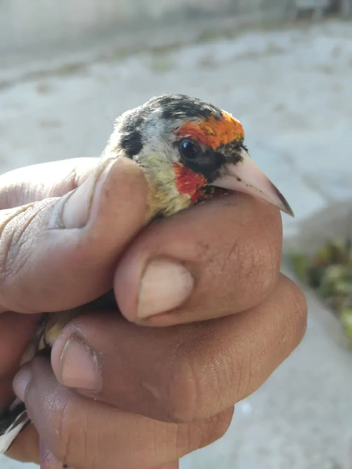 سهره و سهره خمسه|پرنده|تیکمه داش, |دیوار