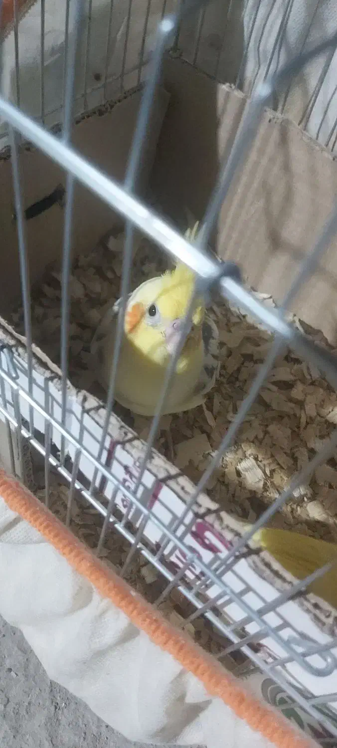 فروش عروس هلندی نر و ماده هر دوتا رام رام دستی|پرنده|چابهار, |دیوار