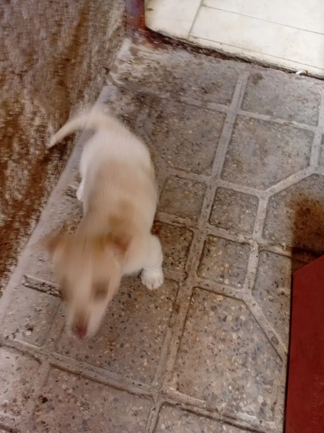 سگ پا کوتاه|سگ|تهران, اباذر|دیوار