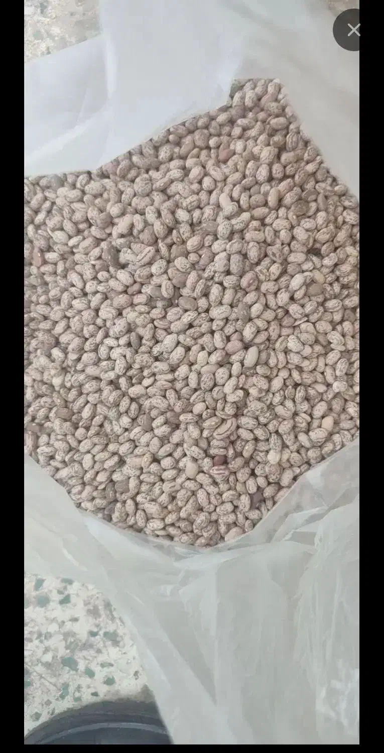 لوبیا چیتی ارگانیک|خوردنی و آشامیدنی|اهواز, کوی مهدیس|دیوار