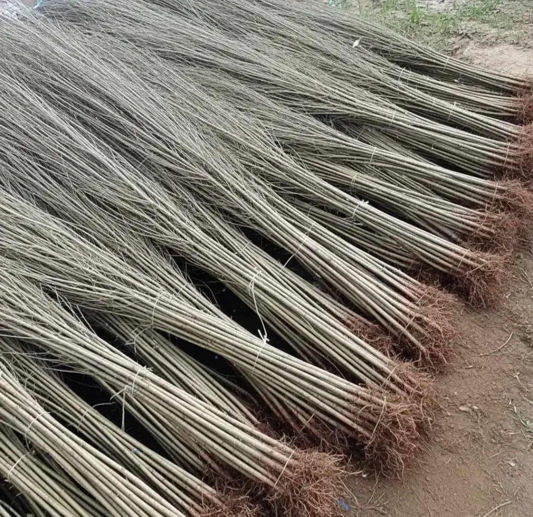 فروش انواع صنوبرو گردو بادام در نهالستان غرب|خدمات باغبانی و درختکاری|جلفا, |دیوار