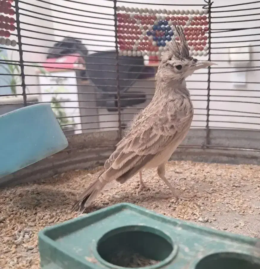 معاوضه با سهره خاکی|ساعت|مرودشت, ژیان|دیوار