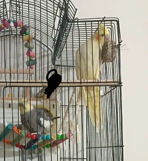 عروس هلندی و قفس ولوازم|پرنده|جلگه رخ, |دیوار