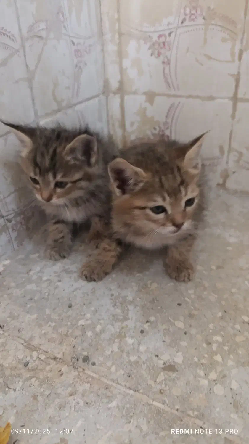 واگذاری گربه|گربه|زاهدان, |دیوار