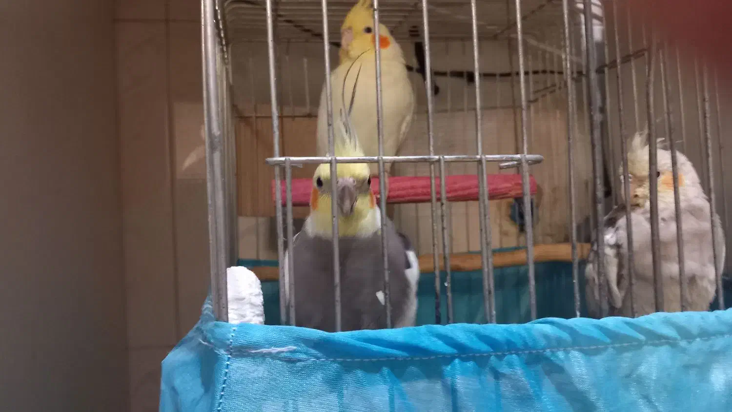 عروس هلندی سالم ۳ تا|پرنده|باقرشهر, |دیوار