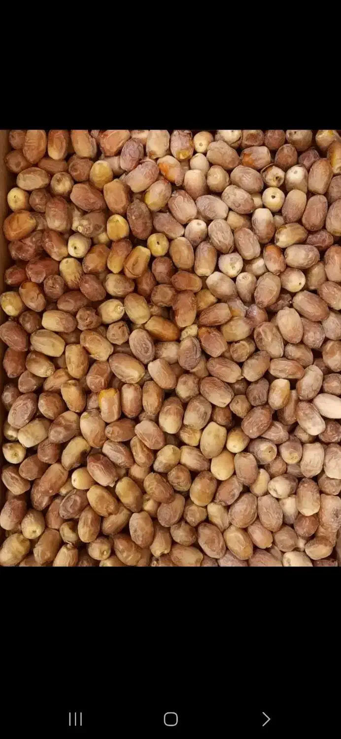 خرما زاهدی|خوردنی و آشامیدنی|قم, الغدیر|دیوار