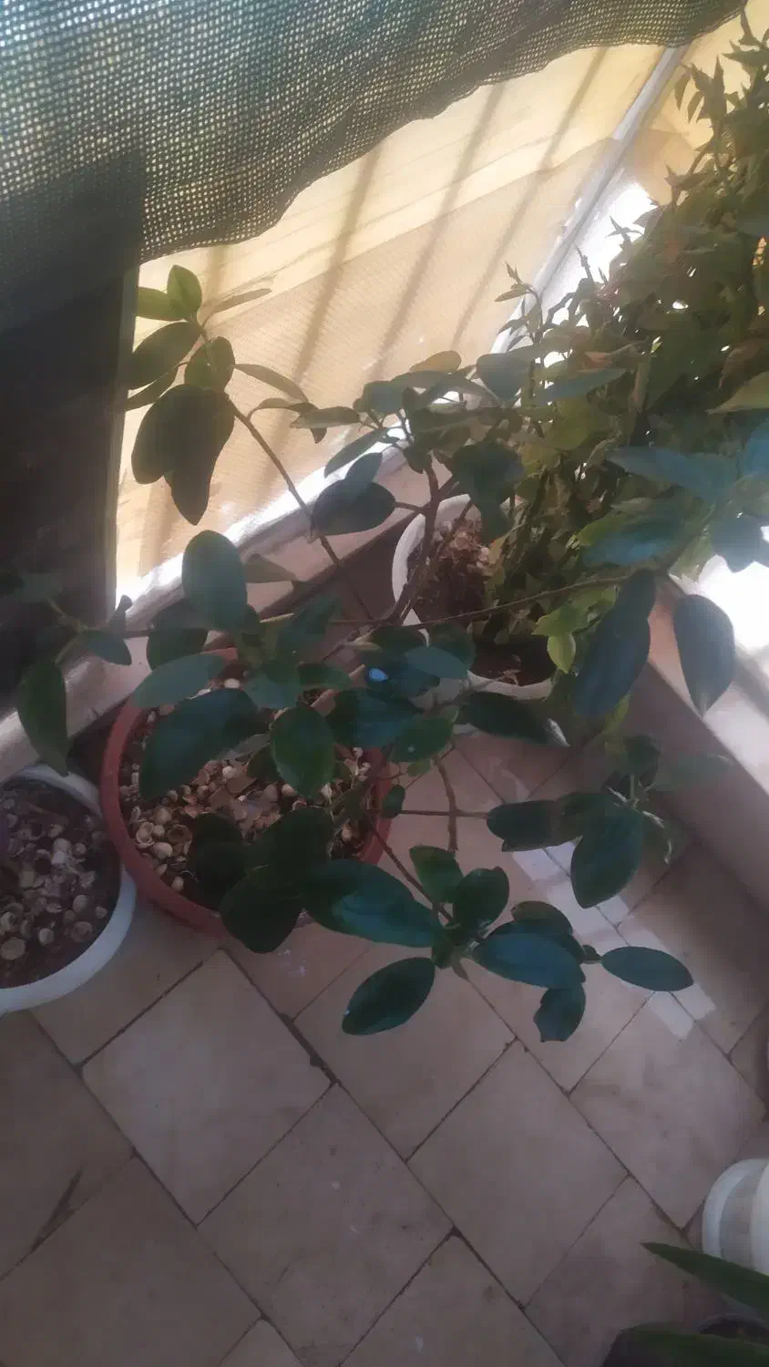 انواع گل با گلدان|گل و گیاه طبیعی|شاهینشهر, طالقانی|دیوار