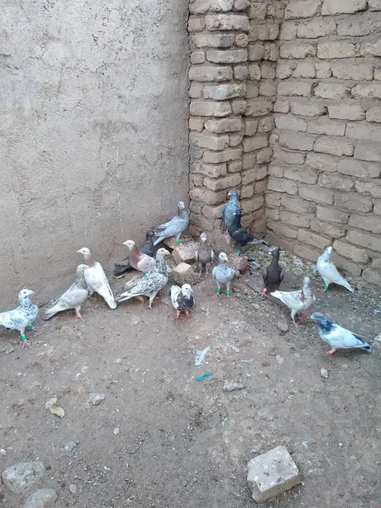 کبوتر|پرنده|قزوین, |دیوار