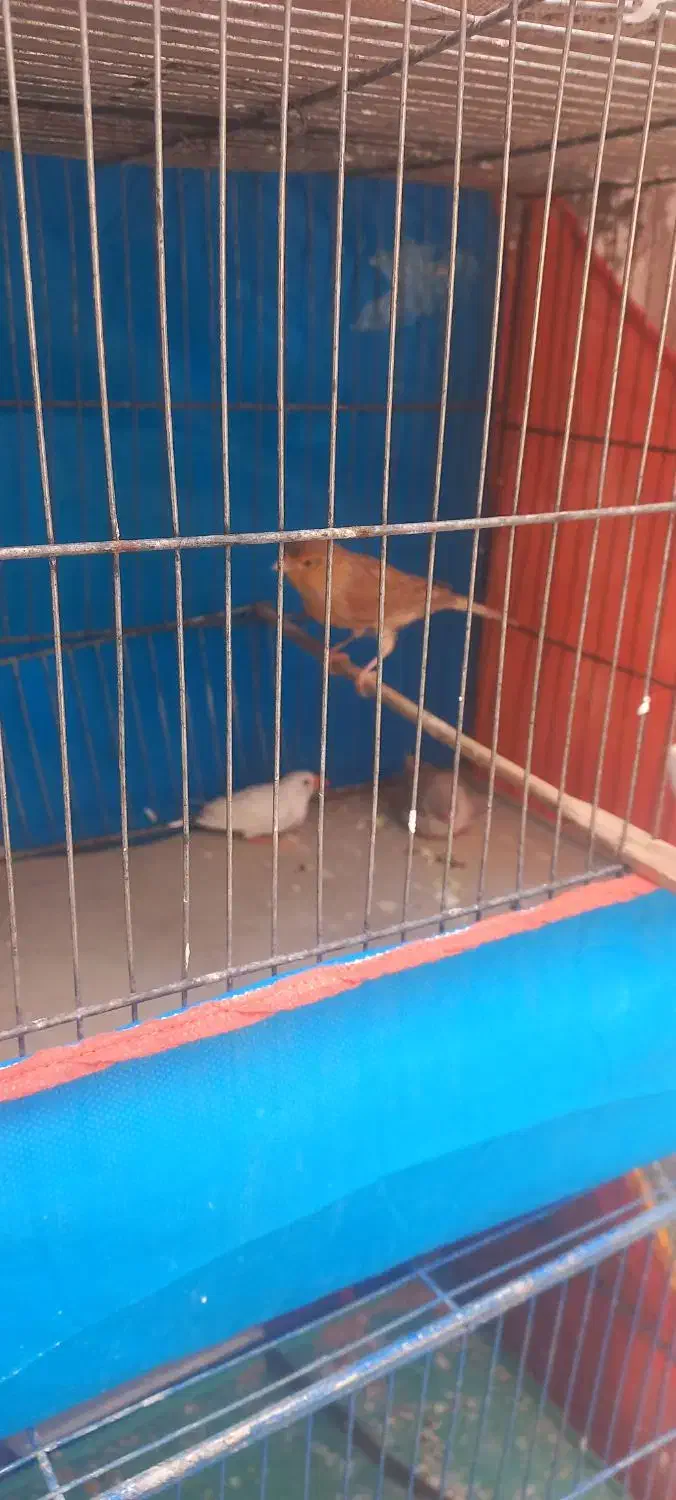 قناری نر ۴۵۰|پرنده|قم, شهرک امام حسین|دیوار