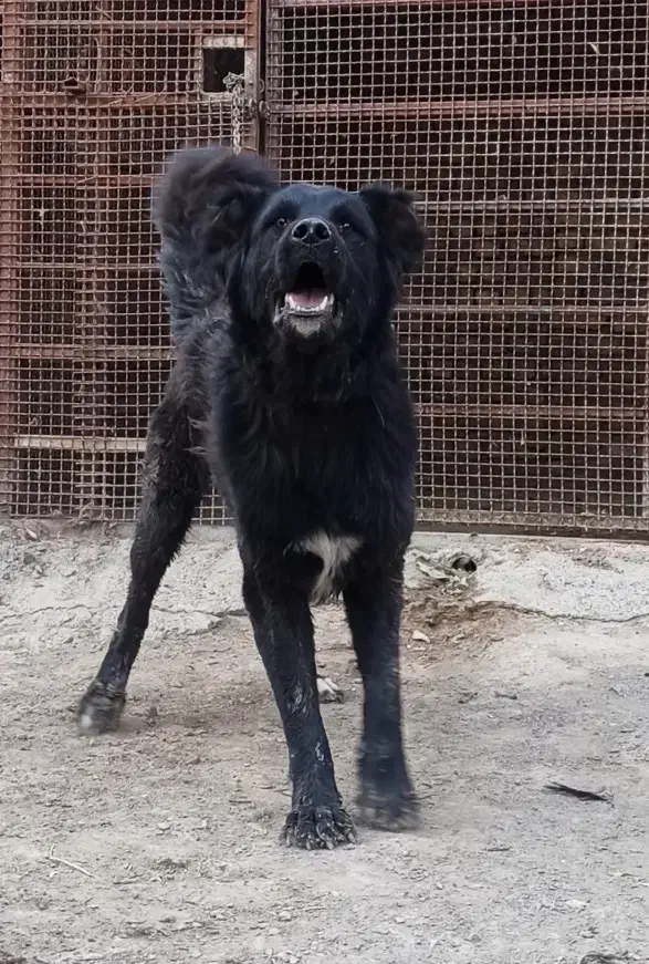 نر چل|سگ|مبارکه, |دیوار