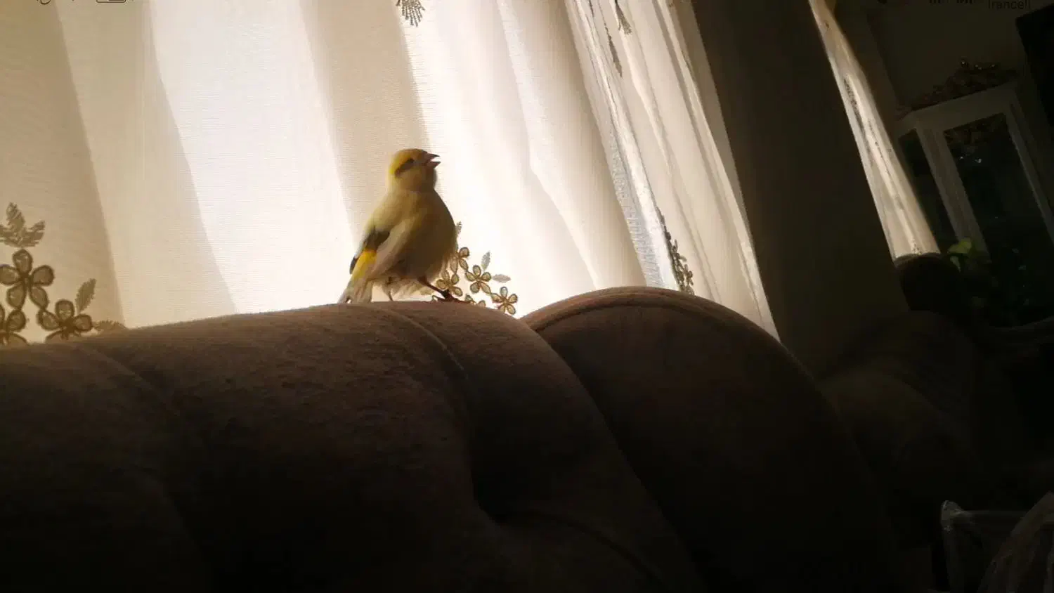 قناری نر خوش صدا خوش رنگ زیبا اهلی معاوضه|پرنده|سیلوانه, |دیوار