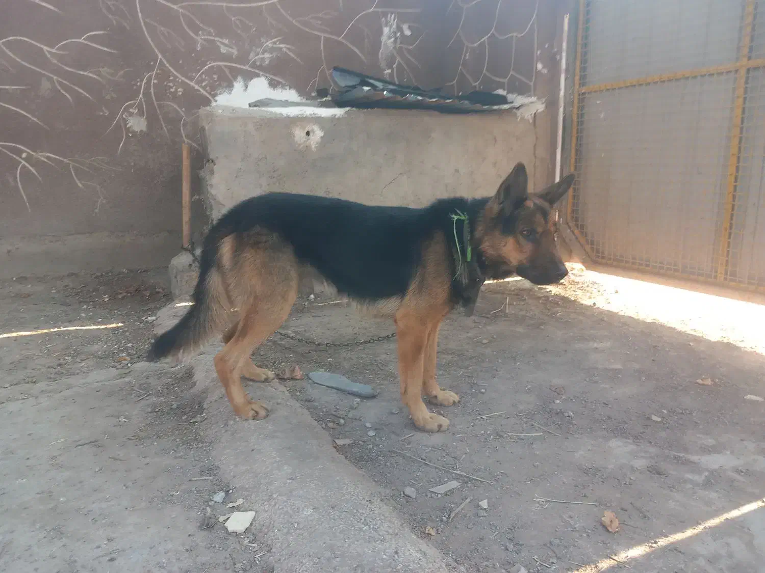 سگ ژرمن شپرد|سگ|قزوین, |دیوار