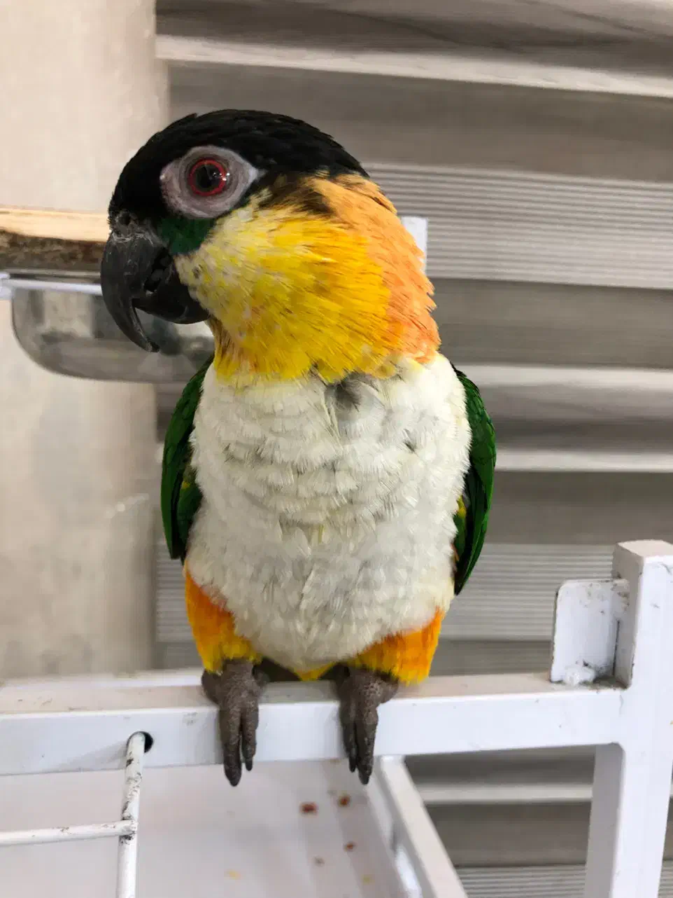 کایک سرسیاه سخنگو|پرنده|تهران, جردن|دیوار