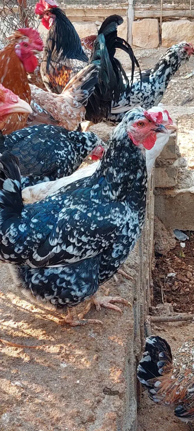 فروش مرغ و خروس گلین|حیوانات مزرعه|جم, |دیوار