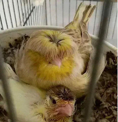 خرید و فروش انواع قناری عروس گرین چیک و...|پرنده|تایباد, |دیوار