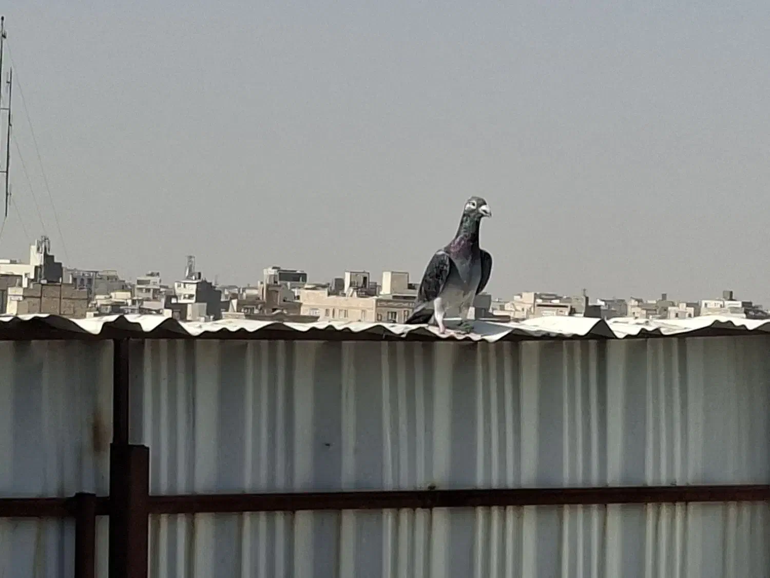 مسافت بلندکفتر مسابقه و ی جفت چپدم|پرنده|مشهد, کارده|دیوار