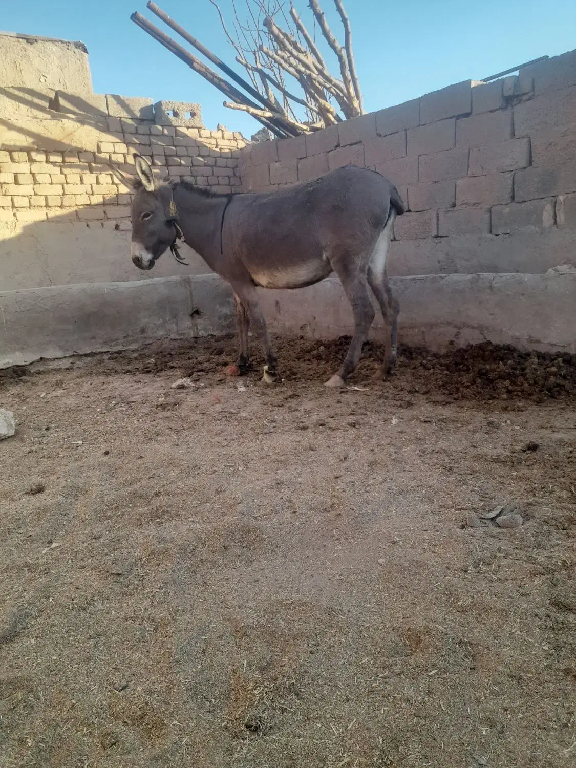 الاغ جوان وآرام|حیوانات مزرعه|رامند, |دیوار