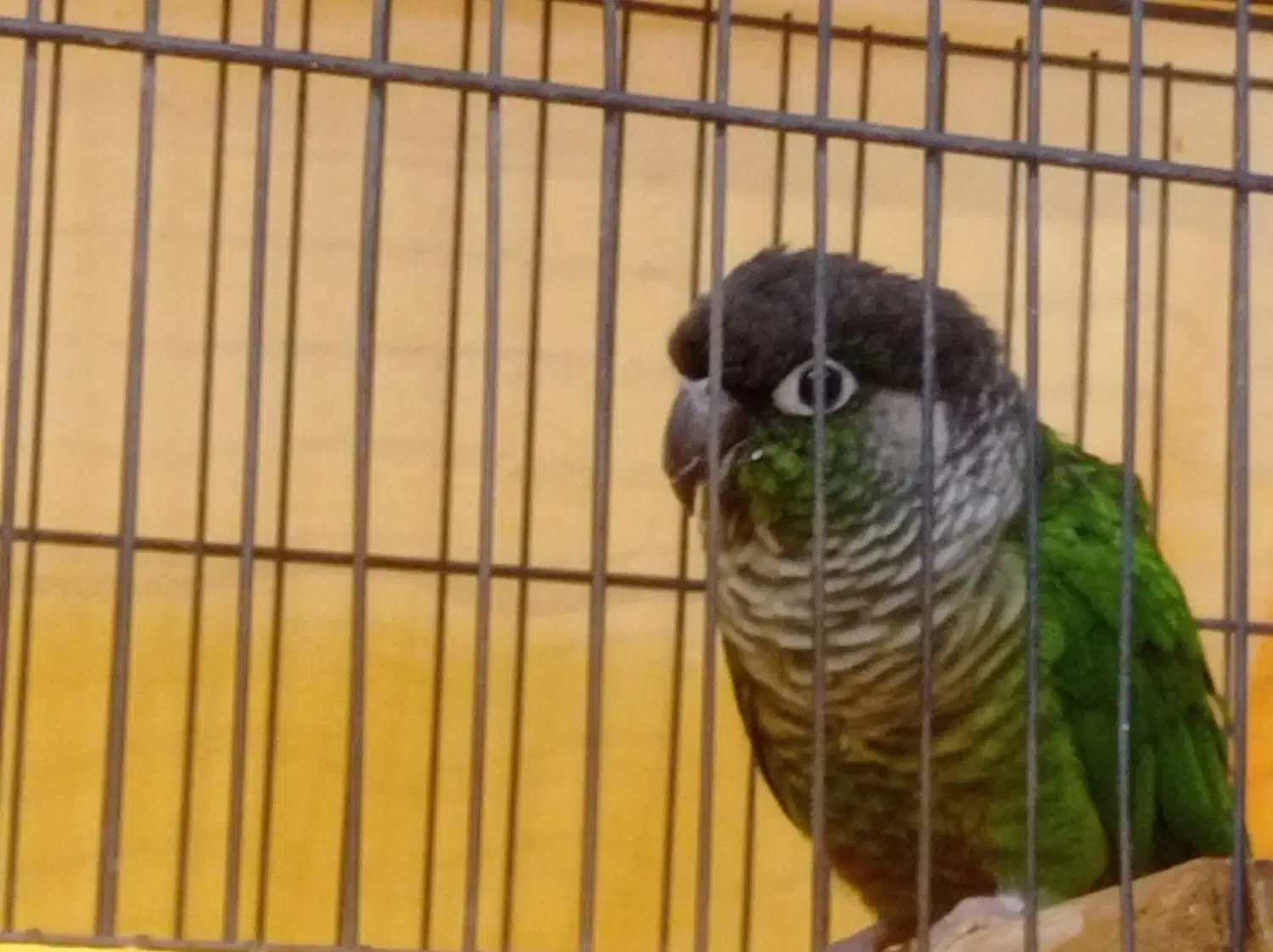 پرنده گرینچیک سخنگو|پرنده|اهواز, نادری|دیوار