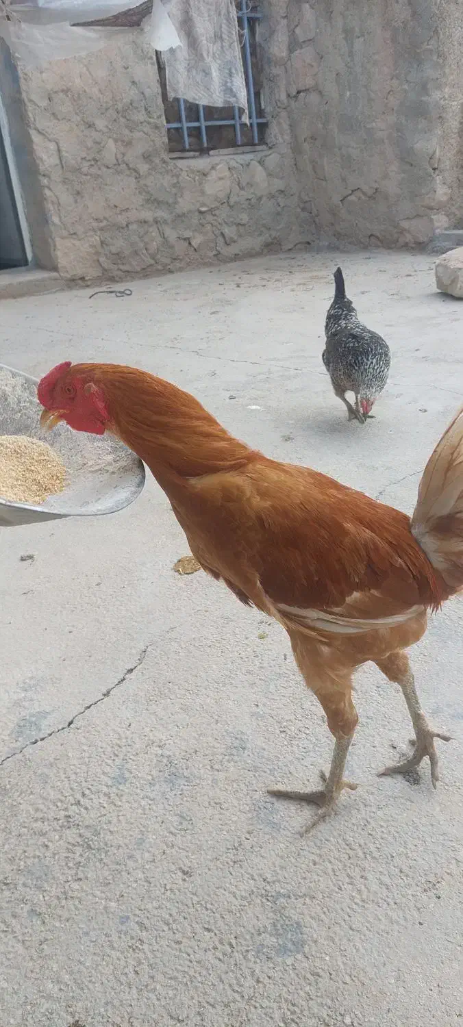 خروس کردی|حیوانات مزرعه|سرپل ذهاب, |دیوار