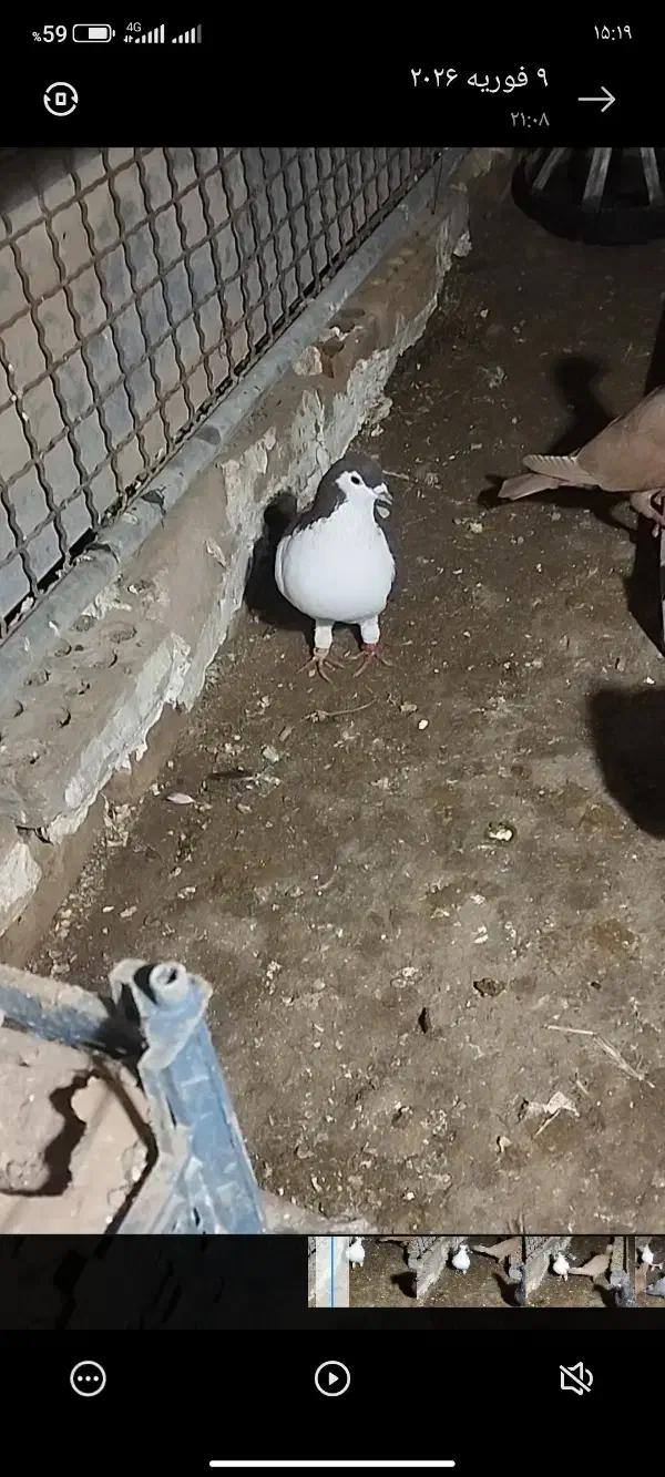 کفتر صید|پرنده|گرمخان, |دیوار