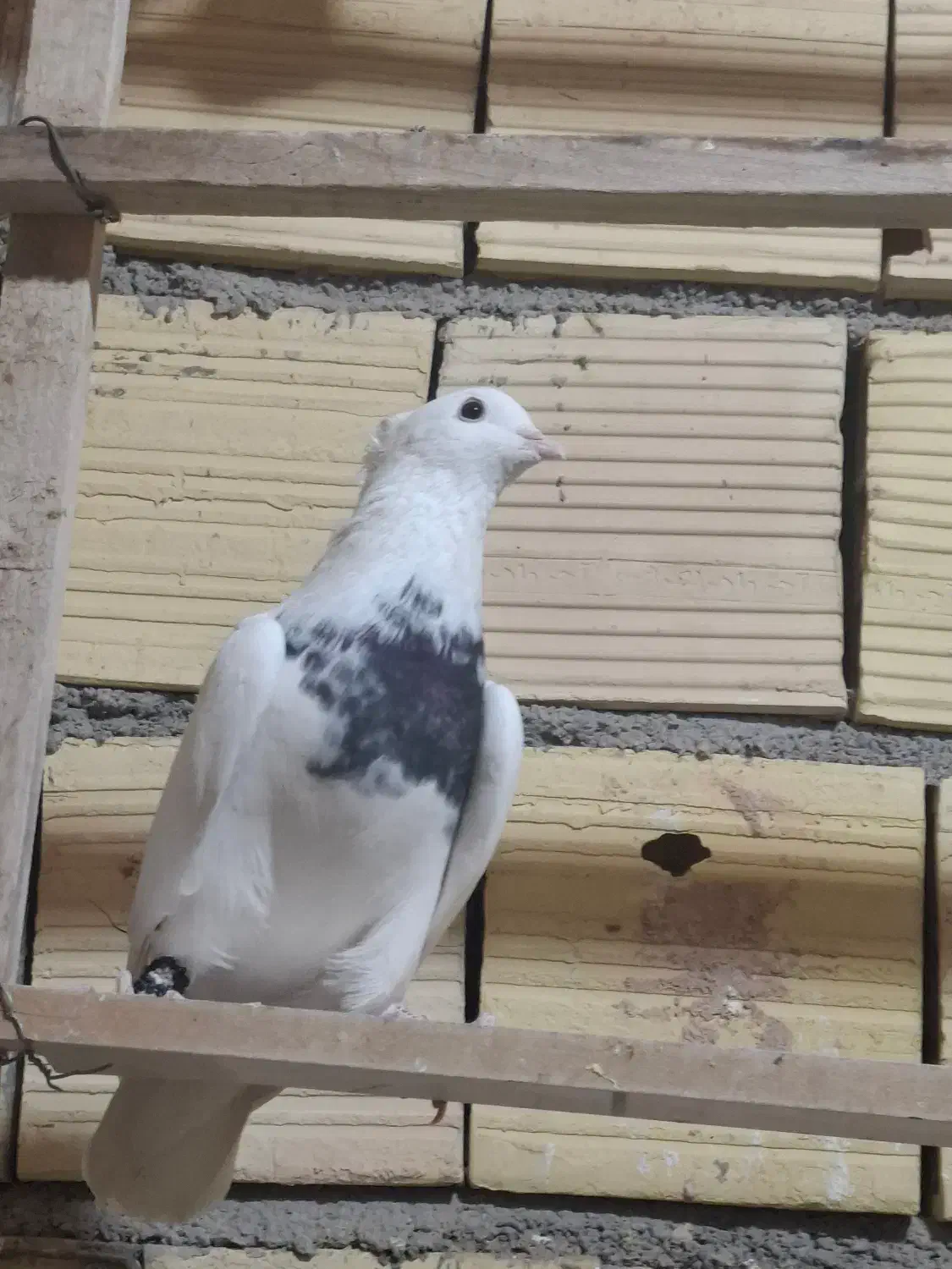 طوقی|پرنده|میبد, |دیوار