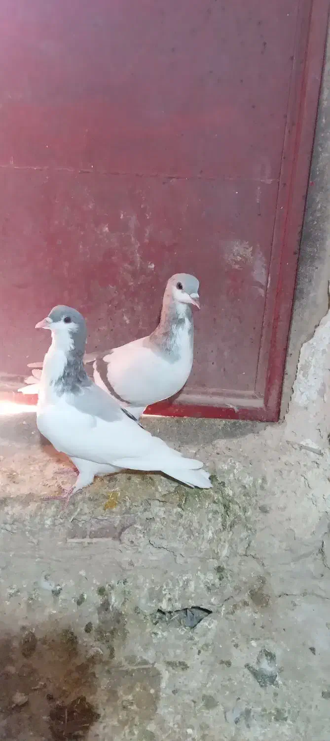 کبوتر رنگی|پرنده|شیروان (خراسان), |دیوار