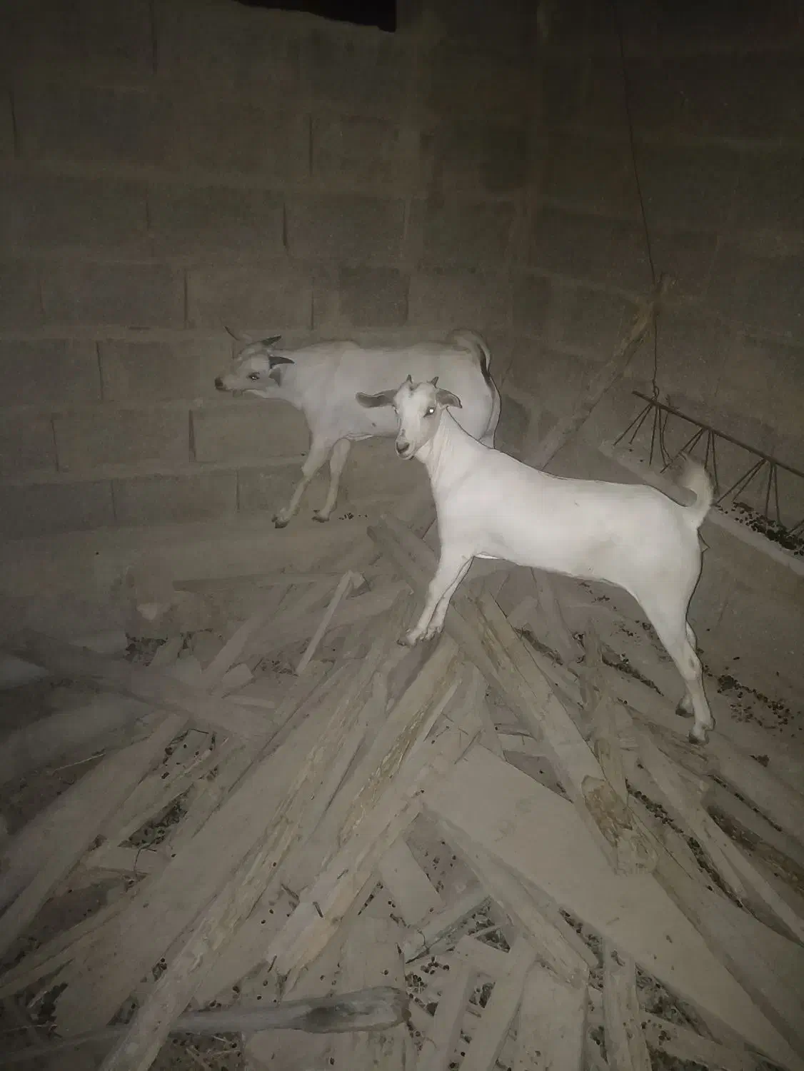 چکل و گیسه سومال جفت دوقلو|حیوانات مزرعه|وراوی, |دیوار