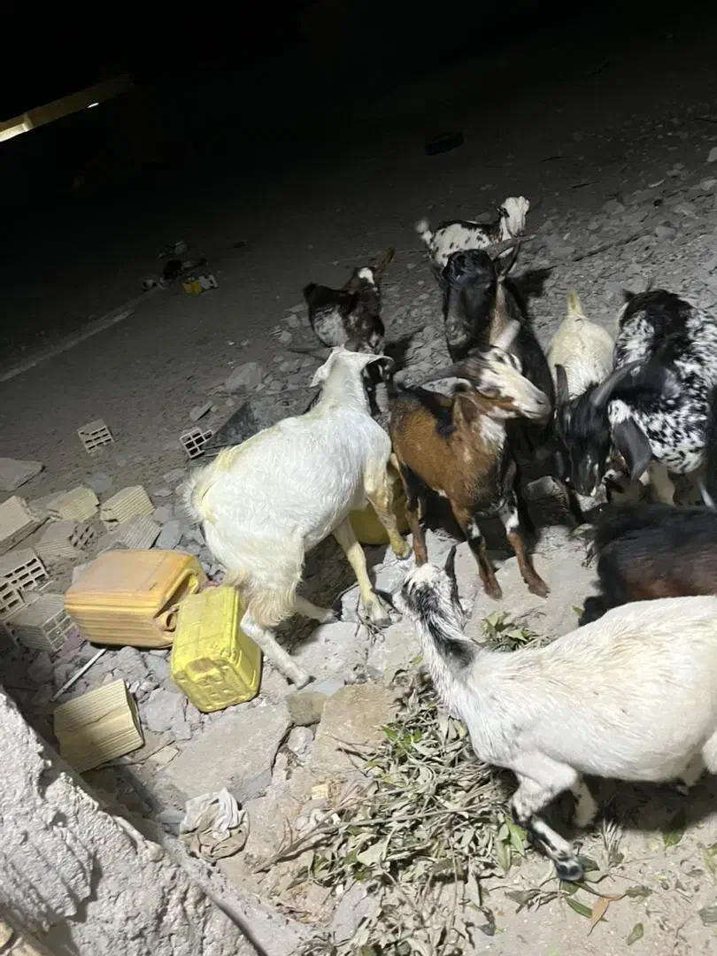 نری کوچک و بزرگ|حیوانات مزرعه|قشم, |دیوار