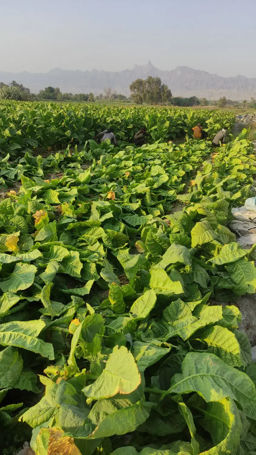 تنبک جاسکی|سازهای سنتی|میناب, |دیوار