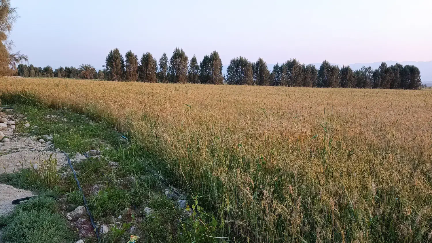 آگهی اجاره زمین کشاورزی، چاه برقی ـ4 اینچ|اجارهٔ دفتر صنعتی، کشاورزی، تجاری|گله دار, |دیوار