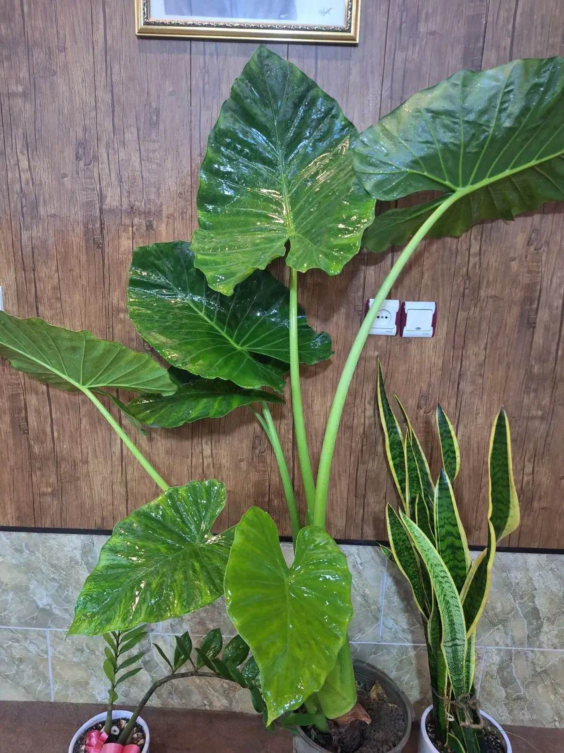 فروش|گل و گیاه طبیعی|شیراز, قلعه نو|دیوار