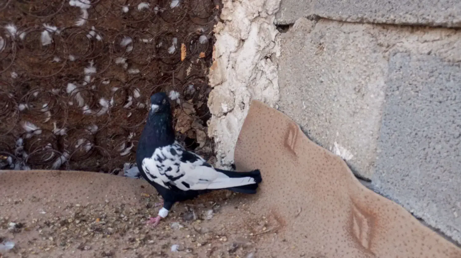 کبوتر سینه ای جم|پرنده|جم, |دیوار