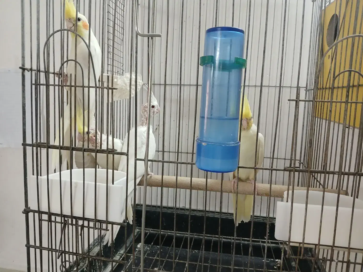 مرغ عروس لوتینو|پرنده|آران و بیدگل, |دیوار