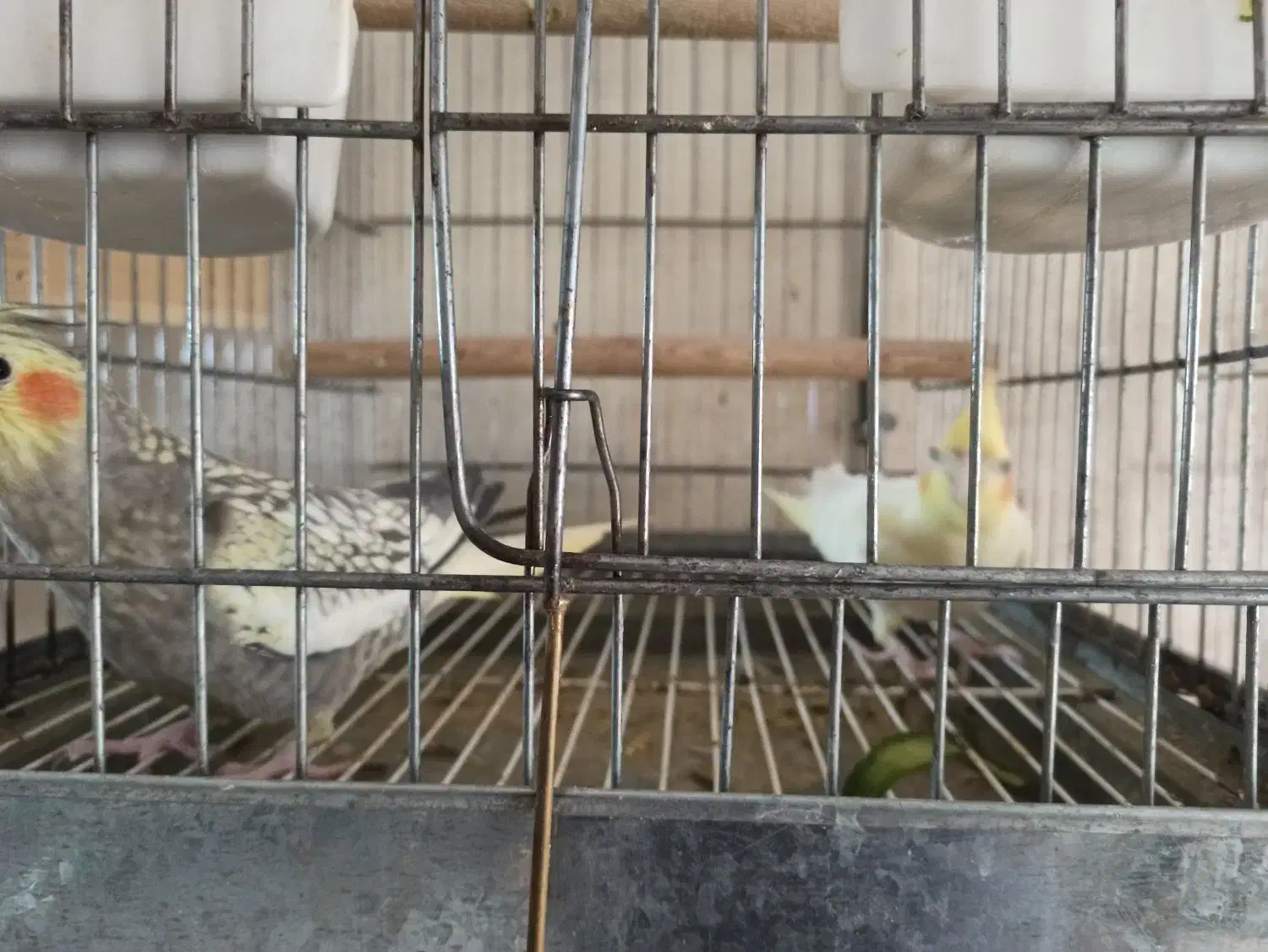 جفت عروس هلندی|پرنده|برازجان, |دیوار