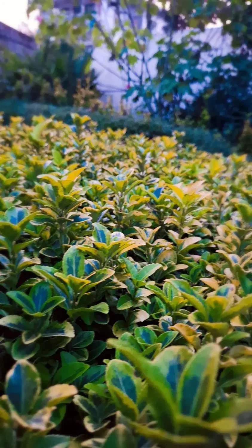 شمشاد طلایی کرتی|گل و گیاه طبیعی|کتالم و سادات شهر, |دیوار