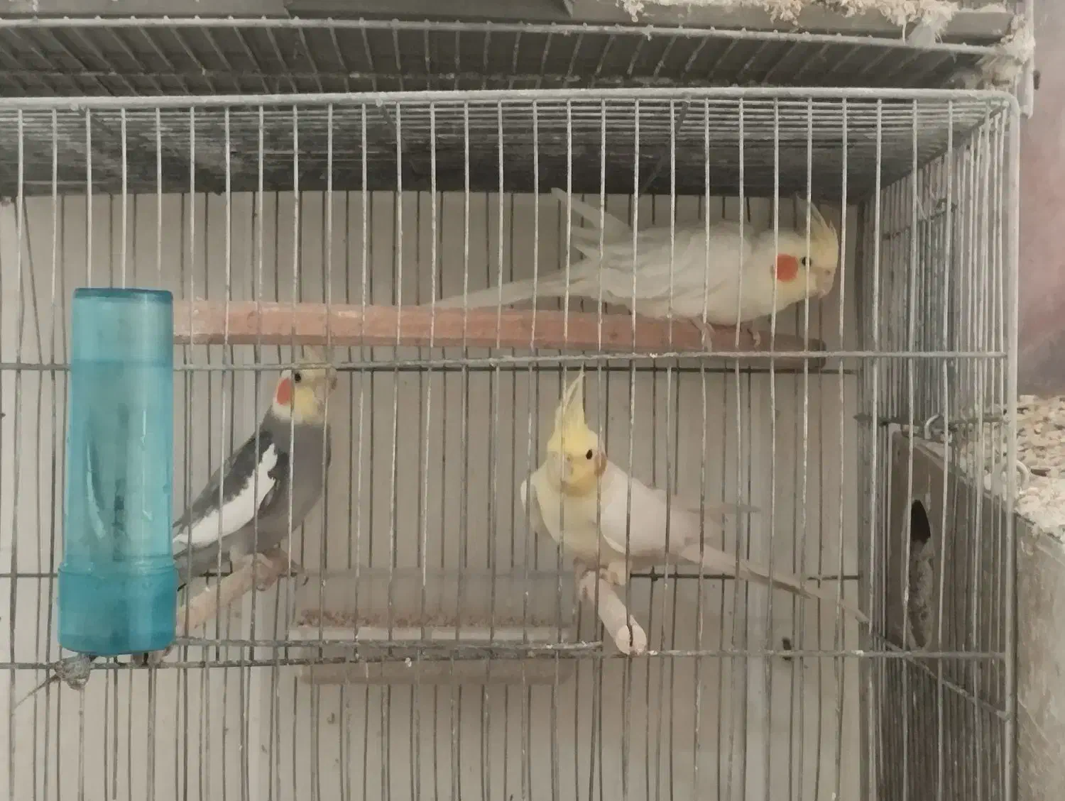 عروس هلندی مولد|پرنده|قم, دانش|دیوار