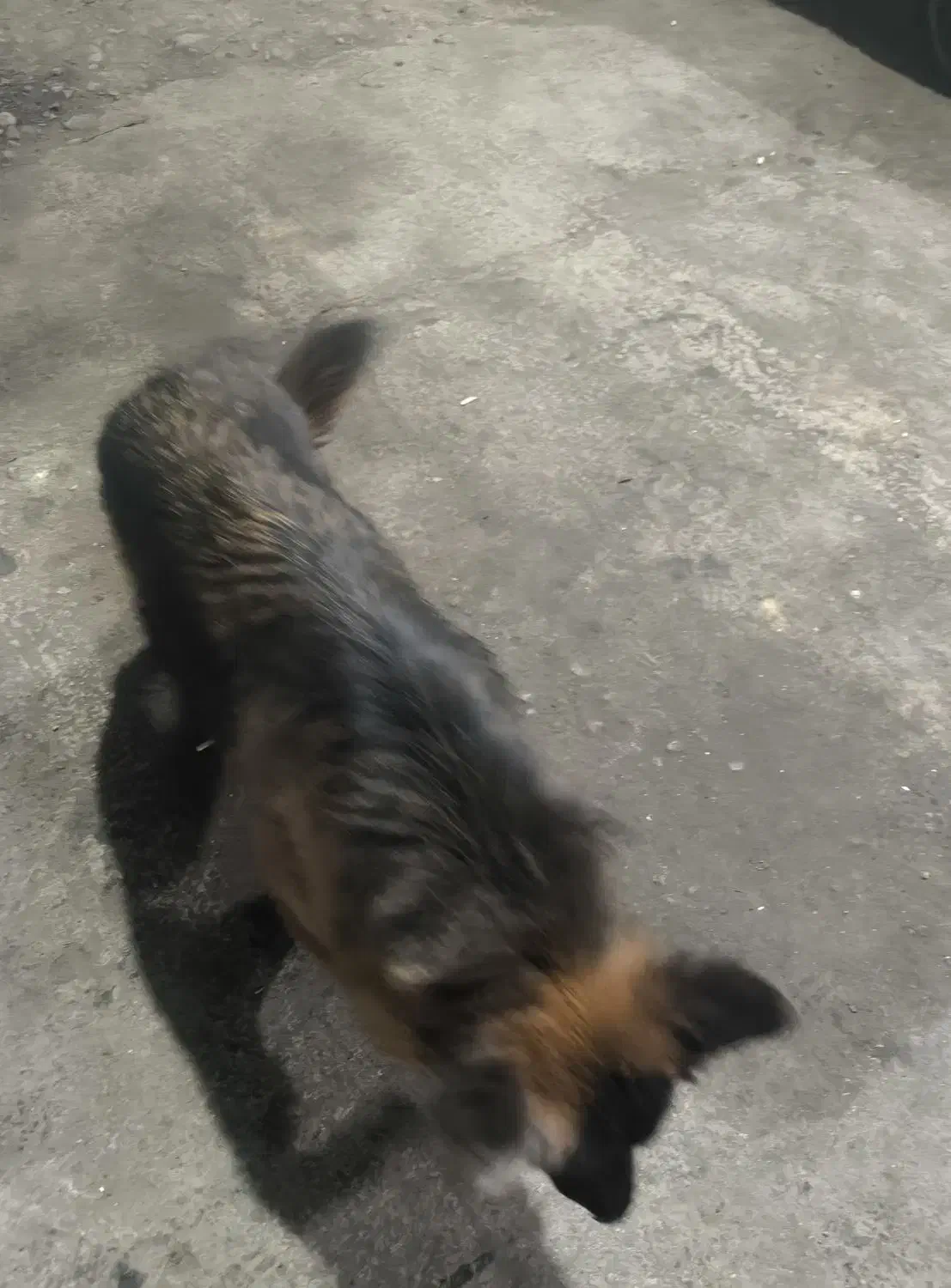 سگ ژرمن|سگ|ورامین, شهرک فجر|دیوار