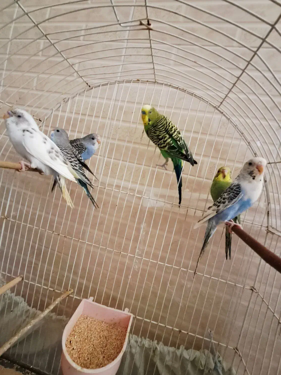 جفت مولد مرغ عشق و چهار جوجه به همراه قفس و وسایل|پرنده|هشتگرد, اردهه|دیوار