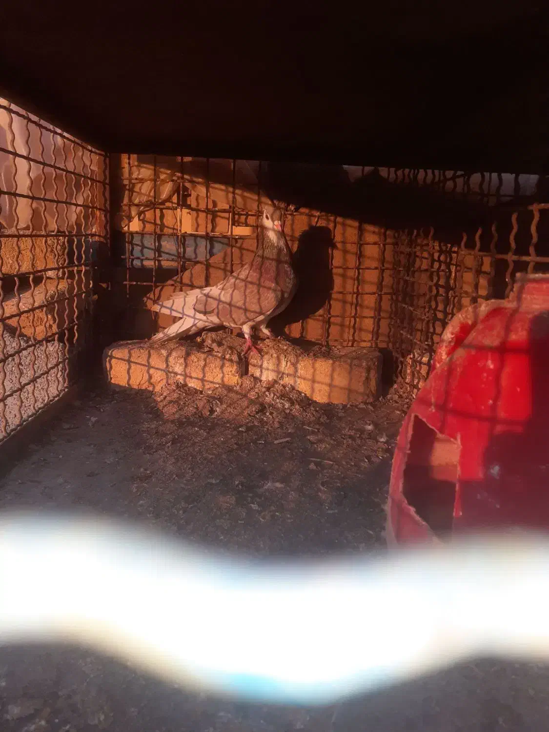 کبوتر دمگیر نر|پرنده|برخوار, |دیوار