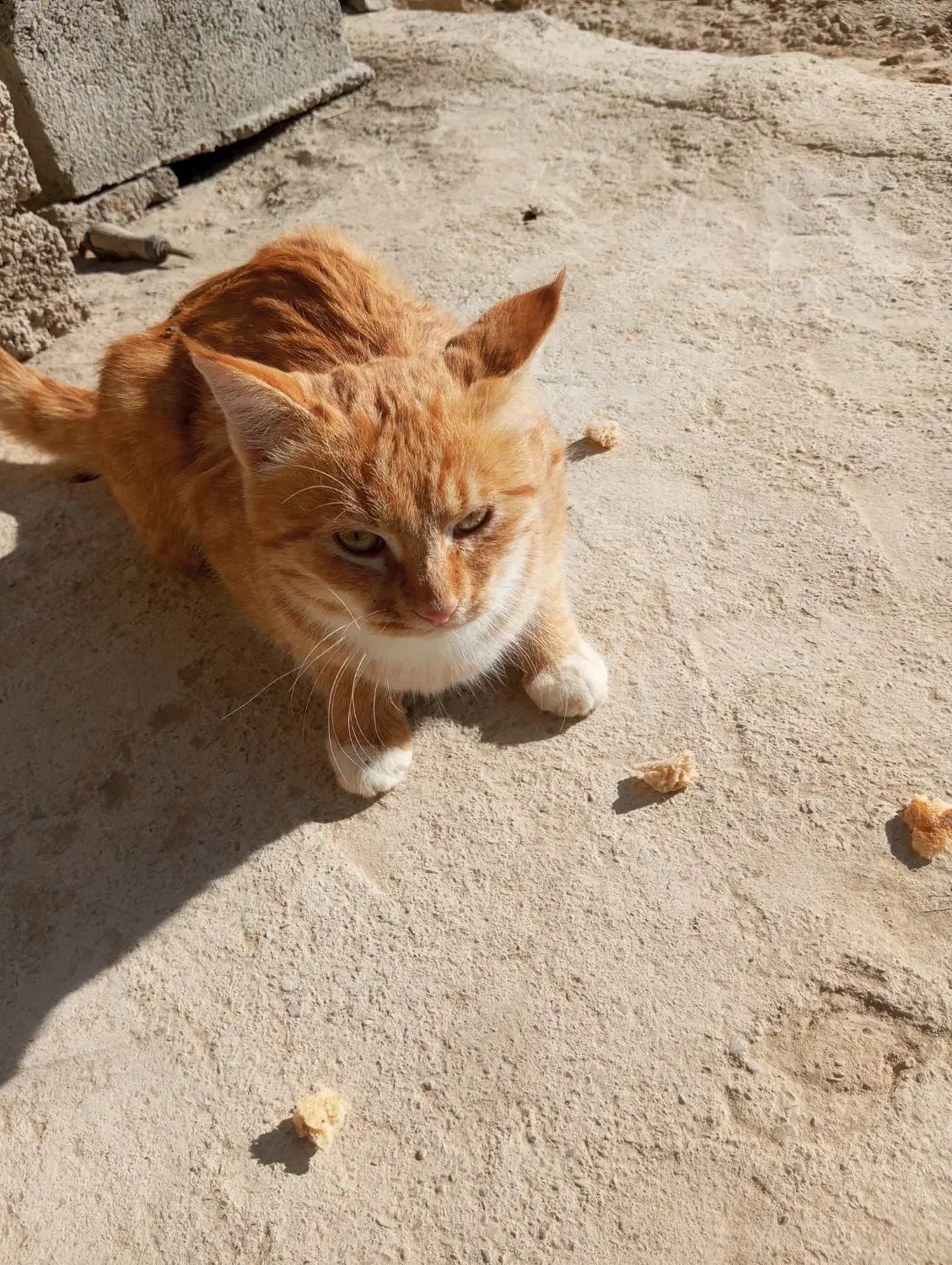 گربه|گربه|خاش, |دیوار