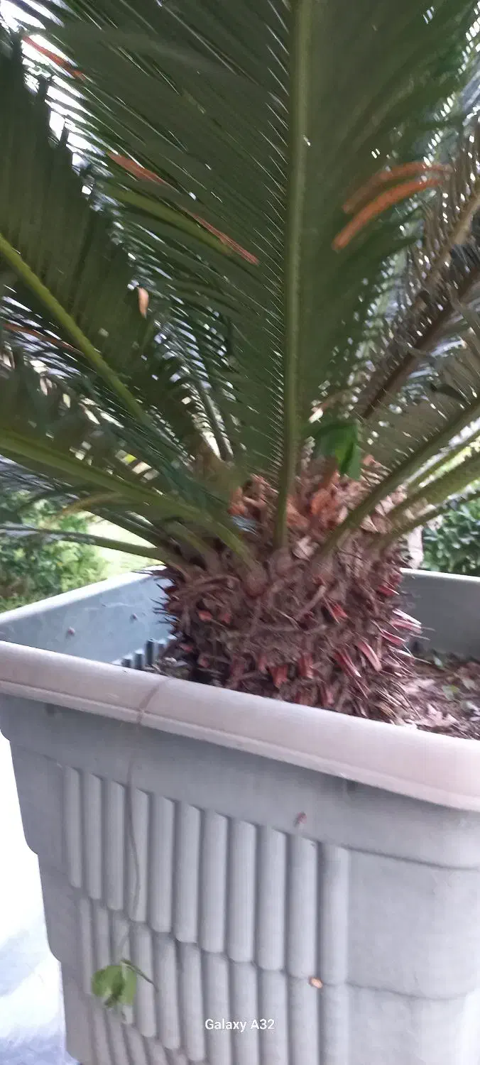 سیکاس ۱۰ساله|گل و گیاه طبیعی|نوشهر, |دیوار